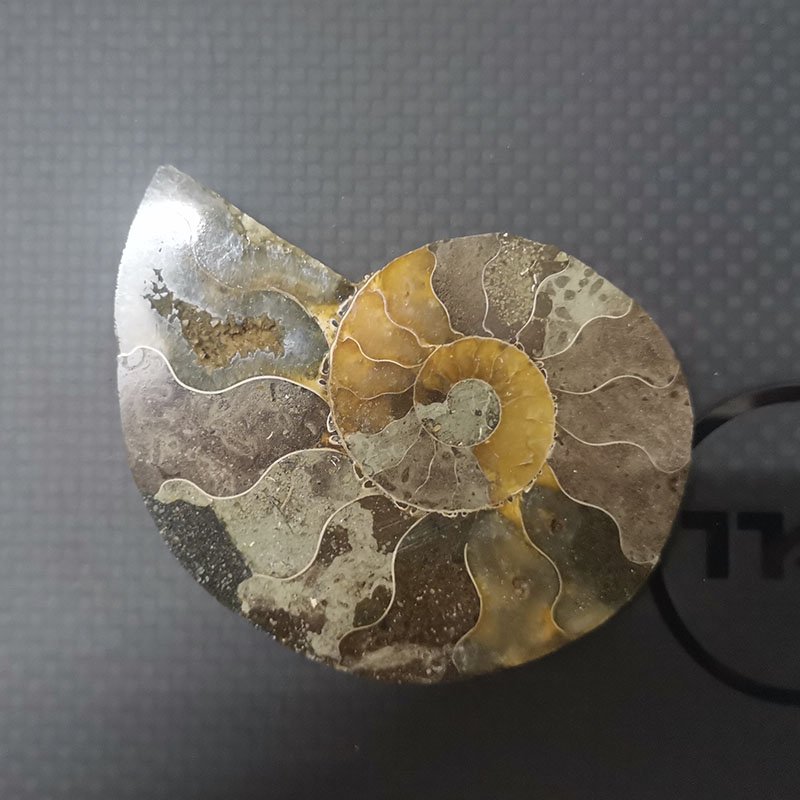 Ammonite wholesale