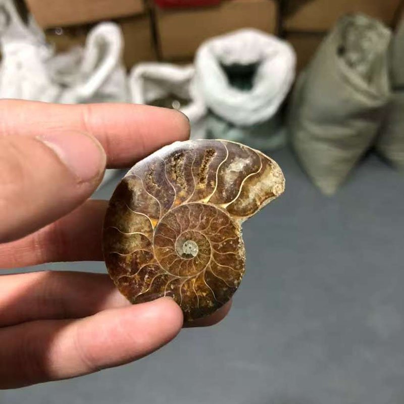 Ammonite wholesale