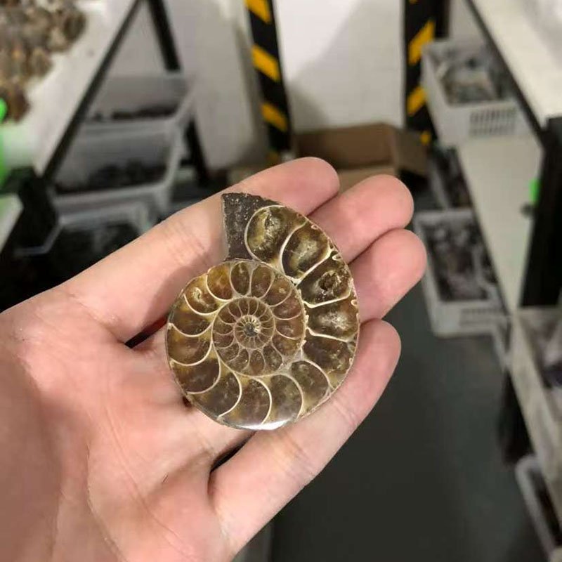 Ammonite wholesale