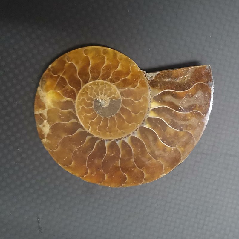 Ammonite wholesale