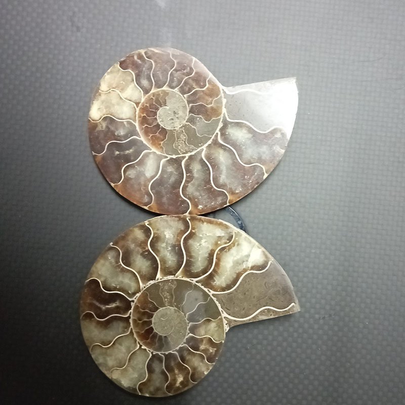 Ammonite wholesale