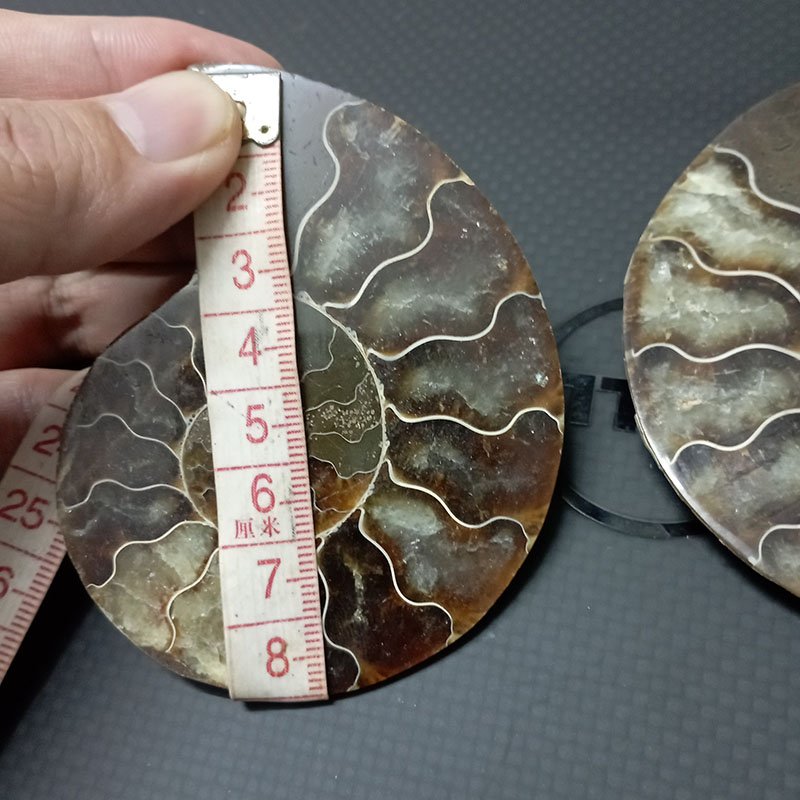 Ammonite wholesale