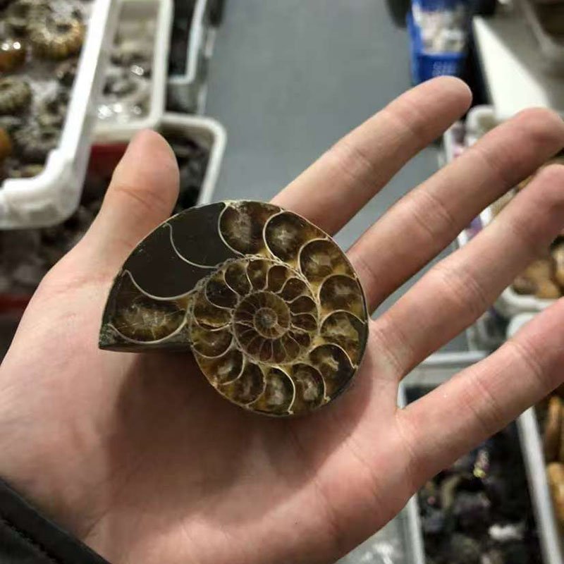 Ammonite wholesale