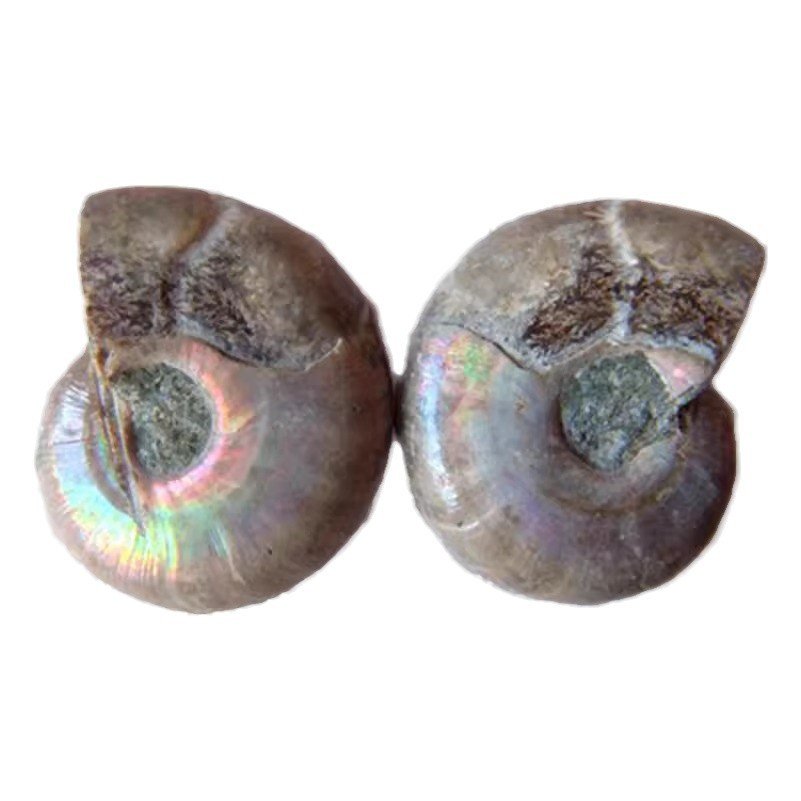 Ammonite wholesale